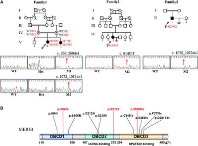 Novel MEIOB variants cause primary ovarian insufficiency and non-obstructive azoospermia